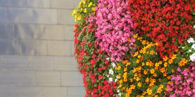 Aprende euskera en Bilbao: Descubre las mejores opciones para mejorar tu nivel en el idioma 